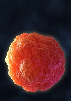 Stem Cell Biology Prints: Stem cell, computer artwork