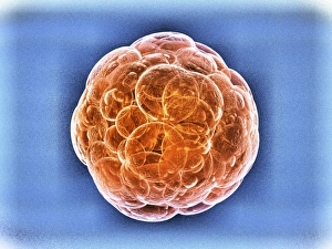 Stem Cell Research Prints: Stem cells, artwork