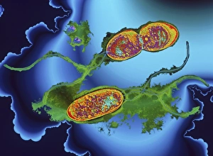 Stenotrophomonas sp. bacteria, TEM Stenotrophomonas sp. bacteria, TEM
