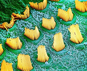 Stereocilia in ear, SEM Stereocilia in ear, SEM