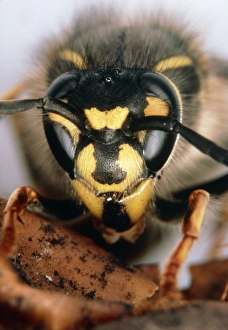 Stereomicroscope picture of head of common wasp Stereomicroscope picture of head of common wasp