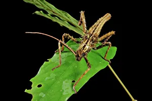 Prints of Stick insect. Photographed in Gunung Mulu National Park, in Sarawak, the Malaysian part of the island of Borneo Images Dated 2011 September: Stick insect Print, Gunung Mulu National Park