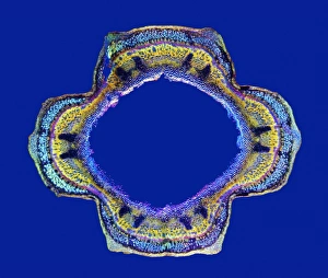 Polarised Light Microscopy Images Prints: Stinging nettle stem, light micrograph