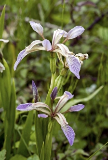 Prints of Stinking iris flowers (Iris foetidissima). Photographed on Braunton Burrows, in Devon, UK Images Dated 2008 January: Stinking iris Print, Braunton Burrows, Devon, UK
