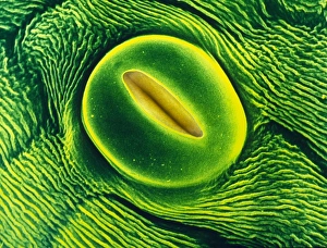 Stoma on sepal of primula flower Stoma on sepal of primula flower