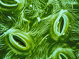 Stomata on epidermis of Elder leaf Stomata on epidermis of Elder leaf