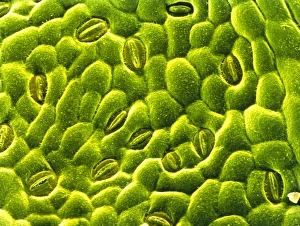 Stomata on epidermis of rose leaf Stomata on epidermis of rose leaf