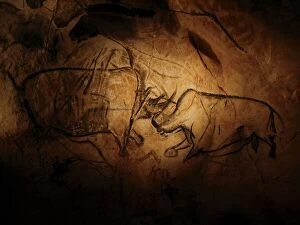 France Collection: Stone-age cave paintings, Chauvet, France