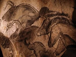 Drawing Collection: Stone-age cave paintings, Chauvet, France
