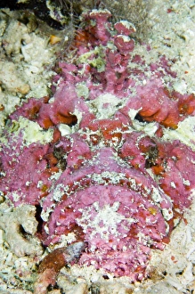 Camouflage In Nature Prints: Stonefish