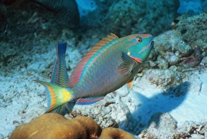Atlantic Ocean Fauna Prints: Stoplight parrotfish