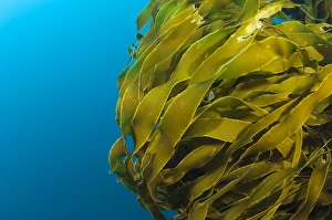 Marine Algae Images Prints: Strap kelp