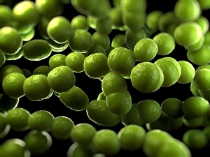 Images Dated 2012 April: Streptococcus bacteria Print