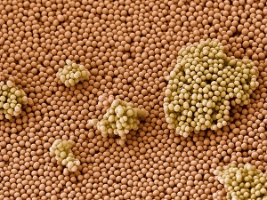 SEM Images Of Bacteria Prints: Streptococcus bacteria, SEM