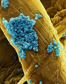 SEM Images Of Bacteria Prints: Streptococcus pneumoniae bacteria, SEM