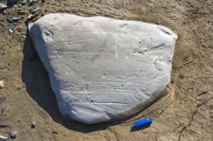 Glacial Erratic Prints: Striated erratic