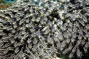 Tropical Ocean Fauna Prints: Striped eel catfish