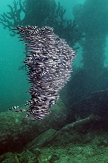 Striped Eel Catfish Print - Densely packed school of juvenile catfish
