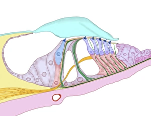 Prints of Structure of the cochlea. Computer artwork of a section through the organ of Corti, the auditory sense organ that lines the spiral of the cochlea in the inner ear Images Dated 2013 March: Structure of the cochlea Print