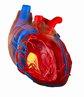 Structure of a human heart Print