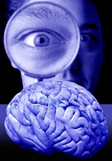 Brain Study Print
