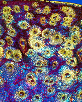 Plant Vascular System Prints: Sugar cane stem, light micrograph