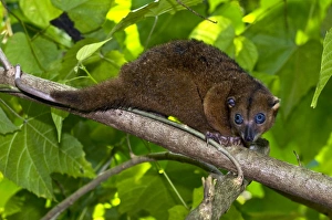 Prints of Sulawesi dwarf cuscus in a tree. The Sulawesi dwarf cuscus (Strigocuscus celebensis) is a type of possum. It is a marsupial and is endemic to Sulawesi and nearby islands in Indonesia Images Dated 2009 September: Sulawesi Dwarf Cuscus Print - Tree Dwelling Possum