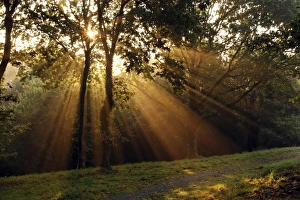Sunbeams Through Trees Prints: Sun beams