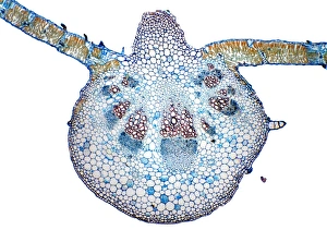 Prints of Sunflower leaf. Light micrograph of a transverse section through the midrib of a sunflower (Helianthus annuus) leaf. The upper and lower epidermis on the surfaces of the leaf are blue Images Dated 2009 October: Sunflower leaf print, a light micrograph of a transverse section