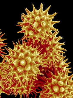 Pollen Grain Morphology Prints: Sunflower pollen, SEM