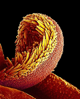 Prints of Sunflower pollination. Coloured scanning electron micrograph (SEM) of pollen on a stigma of a sunflower plant (Helianthus sp.) Images Dated 2002 September: Coloured SEM Print of Sunflower Pollination