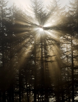 Pine Tree Photography Prints: Sunlight through pine trees