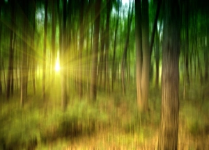 Woodland Landscape Prints: Sunlit forest, artwork