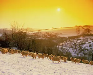 Sunset over a snow-covered field with sheep in it Sunset over a snow-covered field with sheep in it
