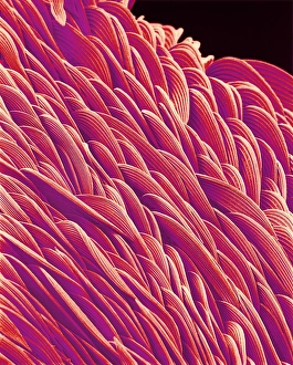 Prints of Mosquito body surface. Coloured scanning electron micrograph (SEM) of overlapping scales on the body surface of an unidentified mosquito (family Culicidae) Images Dated 2001 October: Surface of mosquito, SEM Mosquito body surface Print