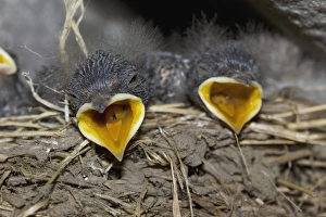 House Martin Nest Prints: Swallow chicks