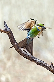 Swallow-tailed bee-eater