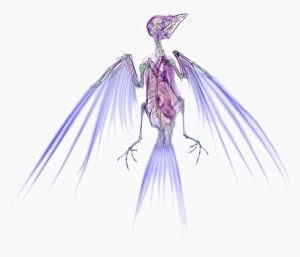 Swallow, X-ray Swallow, X-ray