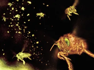 Prints of Swarm of bees (suborder Apocrita), illustration Images Dated 2007 January: Swarm of bees Print