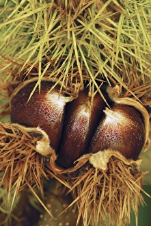 Sweet Chestnut Fruit Print