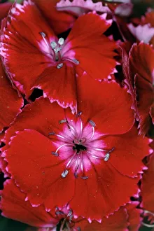Sweet William (Dianthus barbatus) flowers Sweet William (Dianthus barbatus) flowers