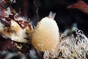 Prints of Sycon sp. sponge (centre). Sponges are primitive aquatic animals that filter food from the water Images Dated 2010 February: Sycon Sponge Print