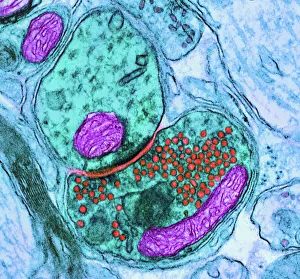 Synapse nerve junction, TEM Synapse nerve junction, TEM