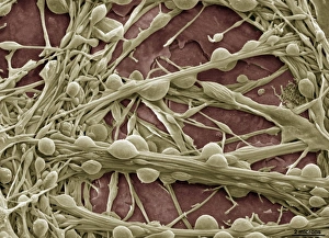 Synapse Nerve Junctions Print, Coloured SEM