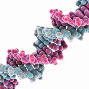 Double Helix Structure Prints: Synthetic DNA molecule