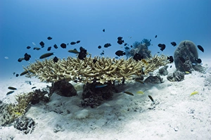 Marine Biodiversity Hotspot Prints: Table coral