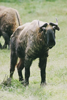 Prints of Takin Images Dated 2003 March: Takin Takin Print
