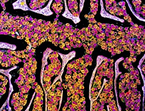 Intestinal Parasites Prints: Tapeworm proglottid, light micrograph