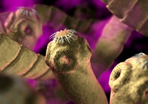 Intestinal Parasites Prints: Tapeworms