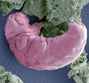 Coloured SEM Micrograph Prints: Tardigrade, SEM